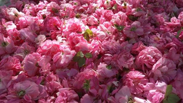 تصویر 4 از گل محمدی ارگانیک برداشت شده از باغ‌های پاک و بومی